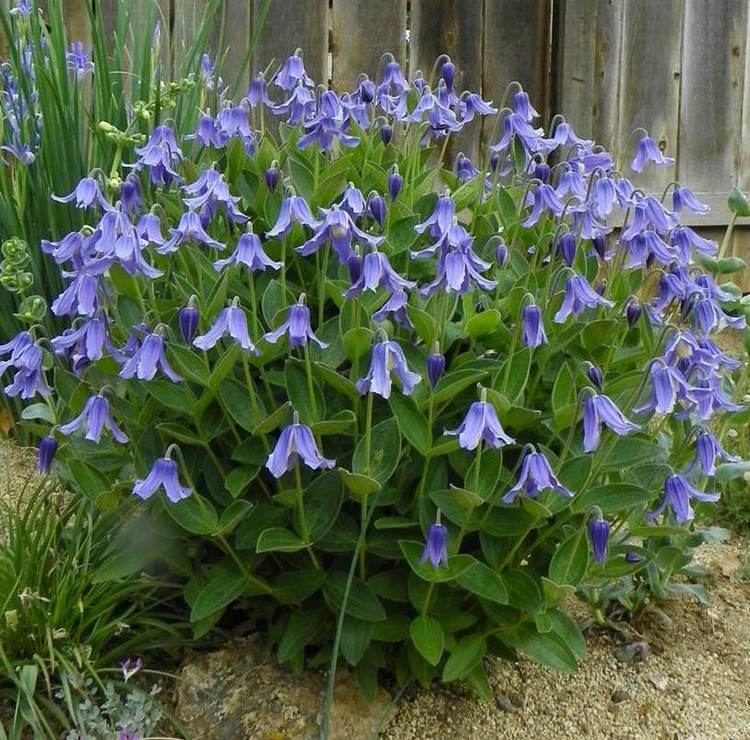 CLEMATIS integrifolia Blue Ribbons (1477)